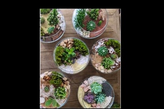 Plant Nite: Succulent Terrarium in Rose Bowl